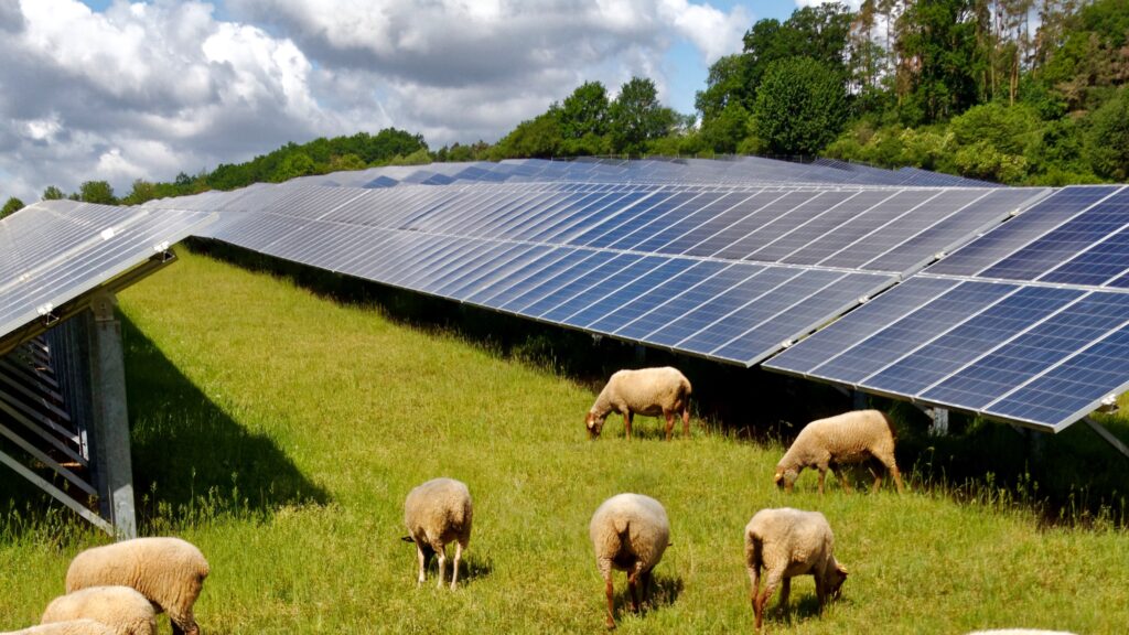 sheep-grazing-solar-1024x576